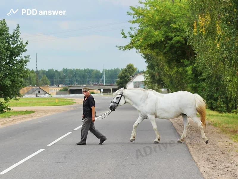 К какому участнику дорожного движения приравнивается физическое лицо, ведущее лошадь?