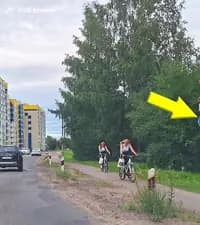 Разрешается ли движение на велосипедах по дорожке, обозначенной показанным предписывающим дорожным знаком?